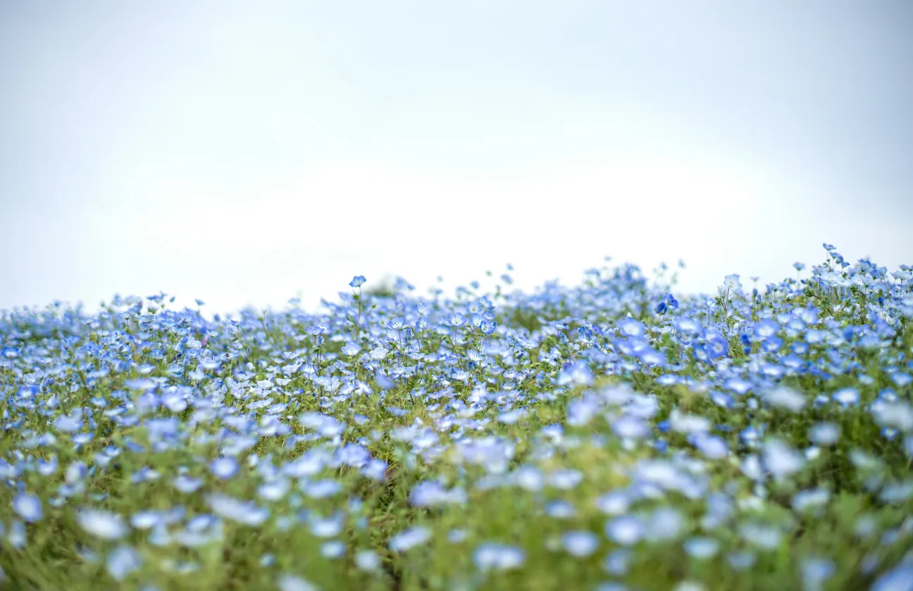 Champs de fleurs de lin