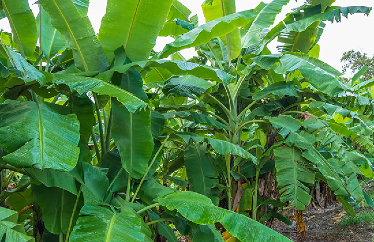 Abaca